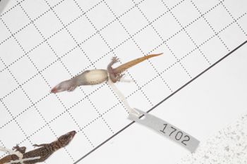 Media type: image;   Herpetology R-189898